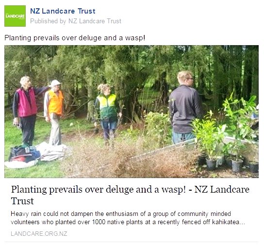 landcaretrust's tweet photo. #Planting prevails over deluge and a #wasp

#NativePlants #Kahikatea #WaikatoMobileWeedbusterSquad #WaikatoRiverAuthority #CleanUpFund #NZLT https://t.co/80g2v30IcE