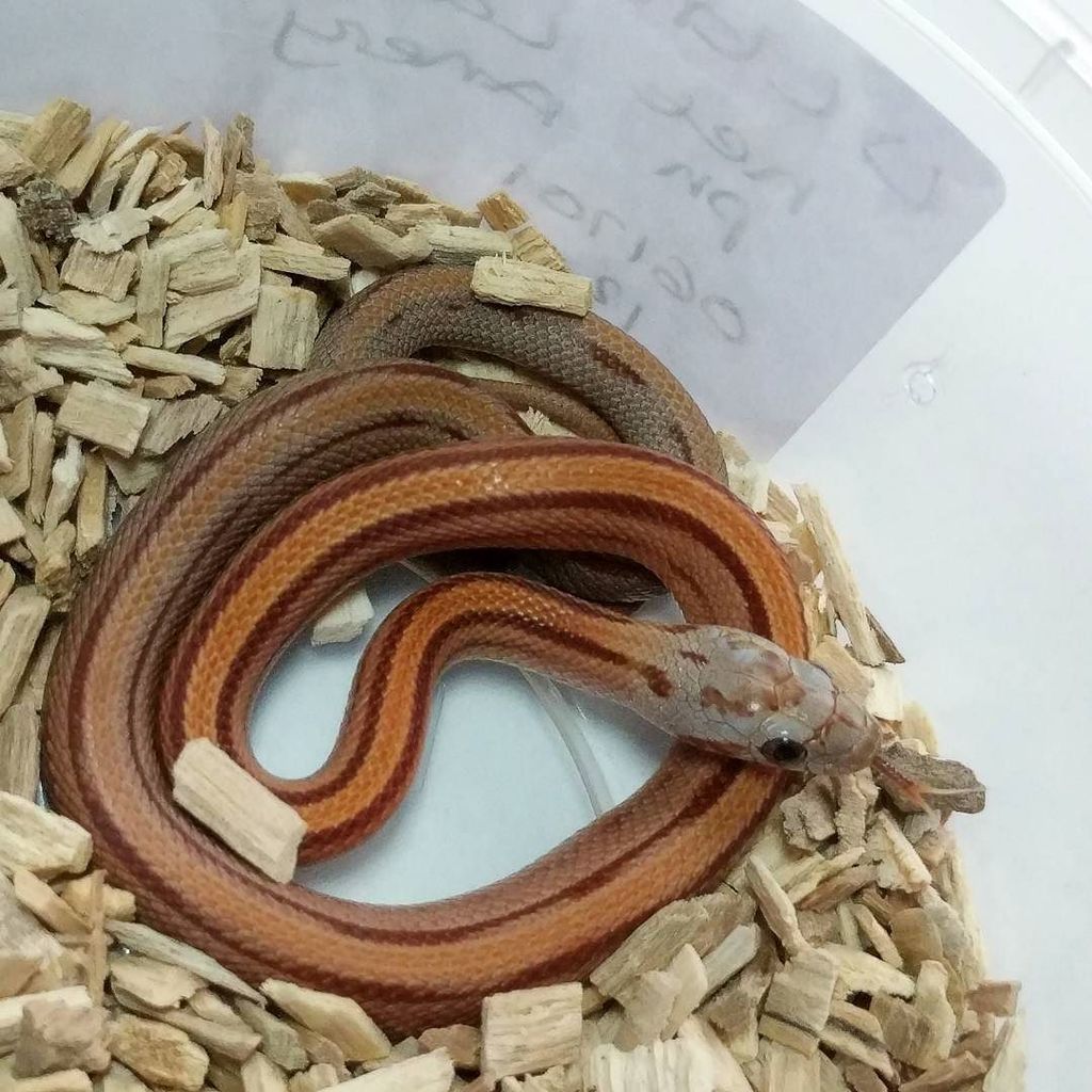 AndyByers21's tweet photo. Love the coloration on this little stripe corn.
_
#cornsnake #dangernoodle #snake #cornsnakemorph #cornsnakes #cor… https://t.co/2zUnYAjWMe https://t.co/SO7vOBNKld