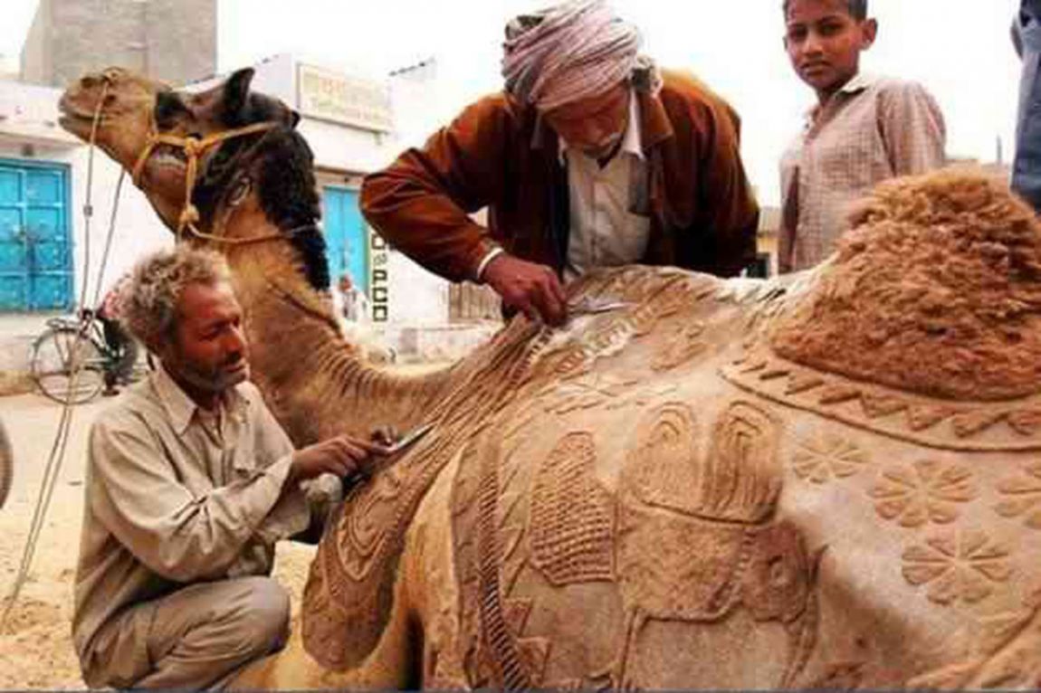 Camels with excellent haircuts