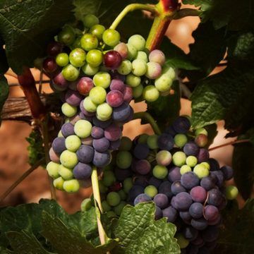 Ya que estamos en plena #vendimia, os proponemos un #test para que demostréis cuánto sabéis de ella buff.ly/2eJUyQd <a href="/vinopack/">vinopack</a> 🍇🍷