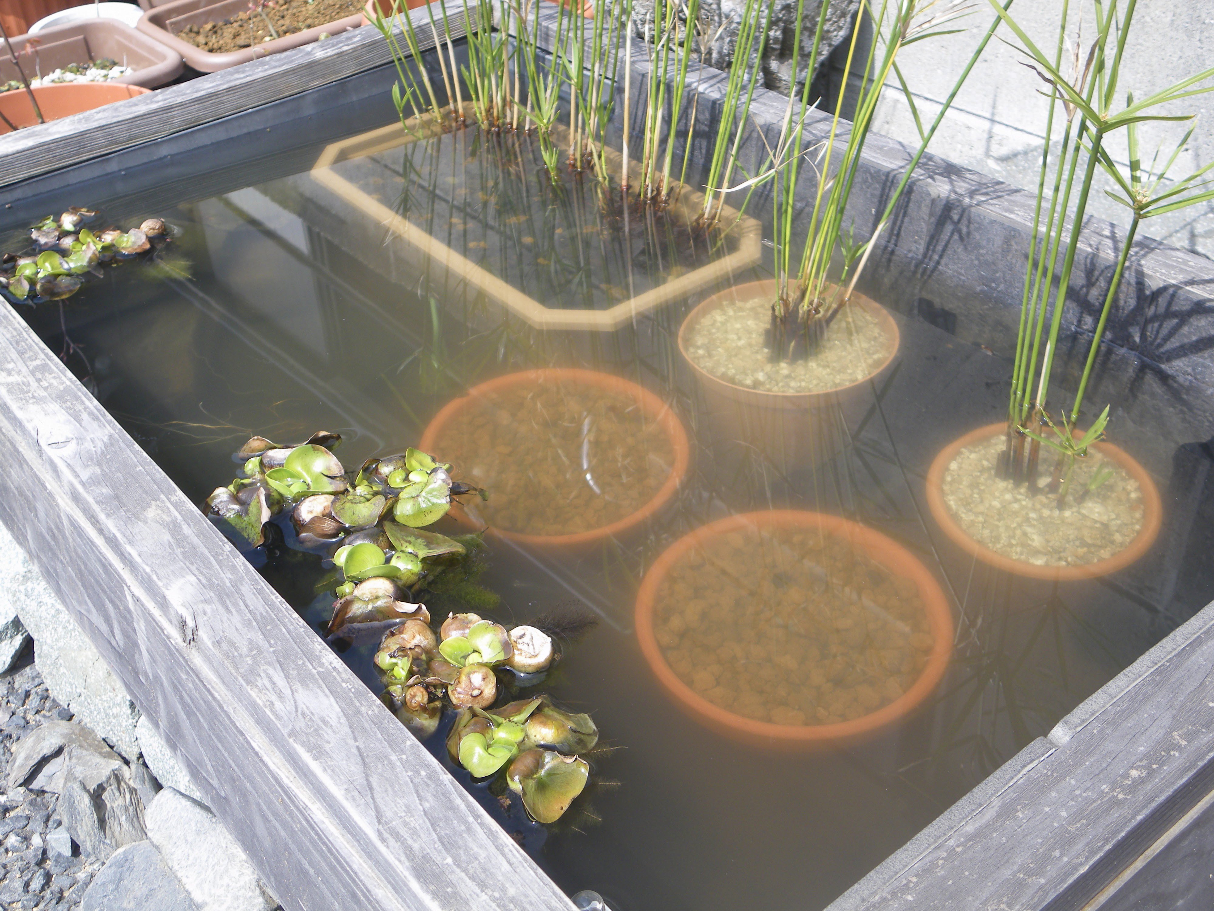 メダカの大工 Aihimeenn Chixi0025 こんばんは 冬対策が大変ですね 寒い地域では植物を増やすことが難しいことがわかりました Twitter