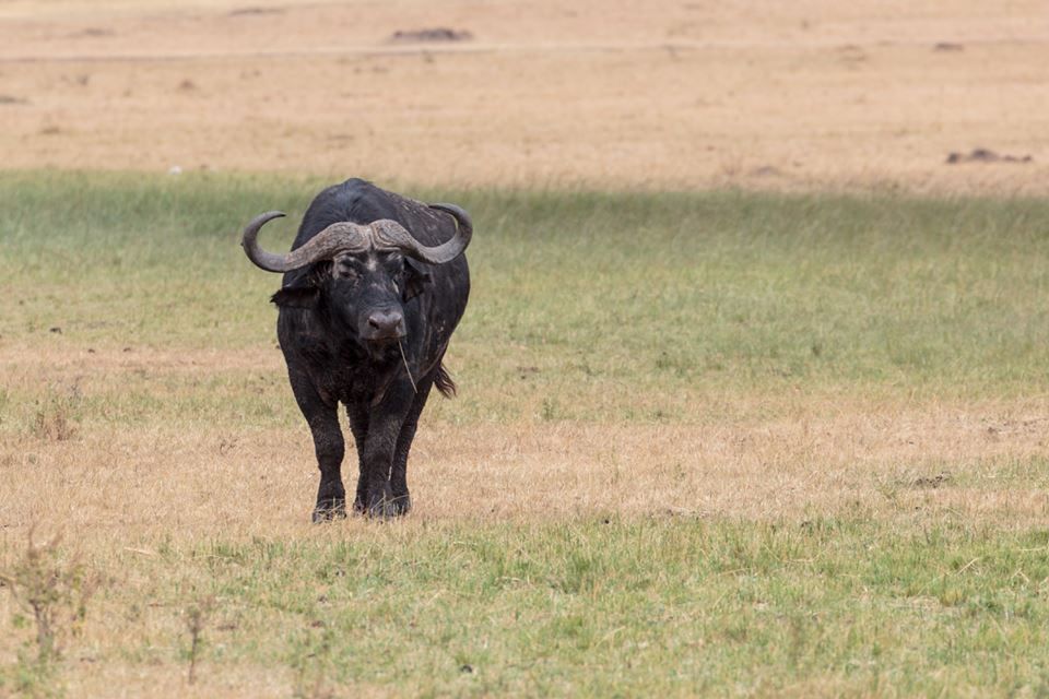 flashmctours's tweet photo. Who loves buffaloes? without the wings, of course. 

#AfricanSafari #KenyaSafari #wildlife #Africa #Safari #FlashMc #wildlifephotography https://t.co/VpVKXWcJBU