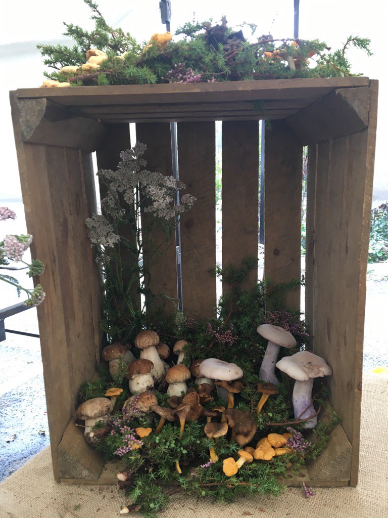 #Wild #food vibes at #mashupfest today with <a href="/Bellowildfood/">Bellowildfood</a> <a href="/iamallyyoung/">Ally Young</a> #skills