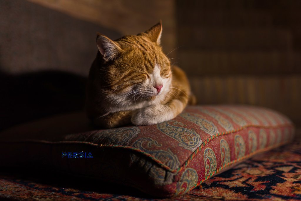 TriptoPersia's tweet photo. Persian cat 🐱
#persian #cats #sleep #relaxing #evening #Travel #journey #tourism #company #triptopersia #Shiraz #Iran https://t.co/nols2ysoEL