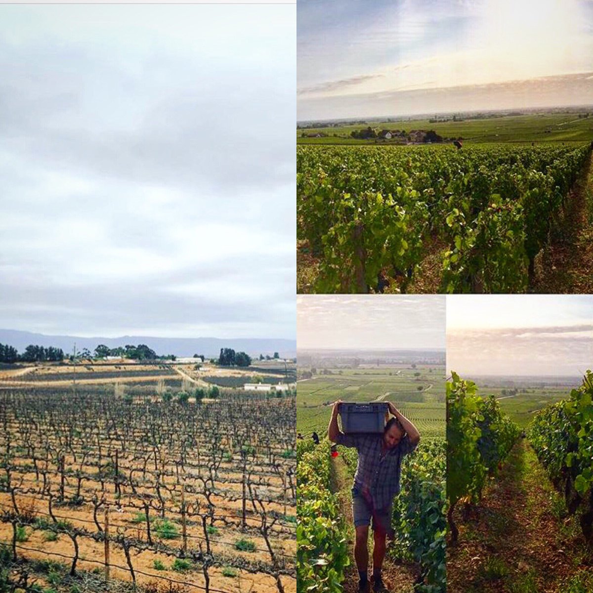 North vs South - Harvest in Burgundy and 1st buds in South African vineyards 📷 @domainedemontille &amp; <a href="/caperockwines/">Cape Rock Wines</a>