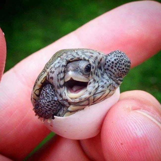 happy_means's tweet photo. Mondays aren't that bad when you're reminded baby turtles exist #seemsabitsurprised #itsalldownhillfromherepal #happymc https://t.co/thROkimNdC