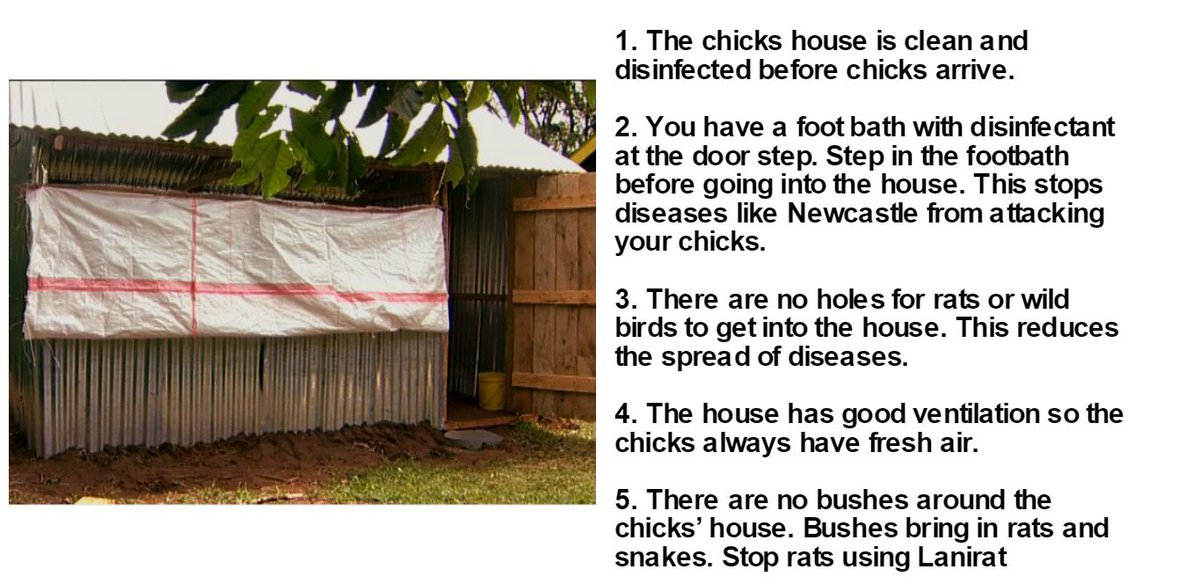 If you have healthy layers, you can make good money from eggs. Healthy #chicken need a good clean house, space, water, and the right food.