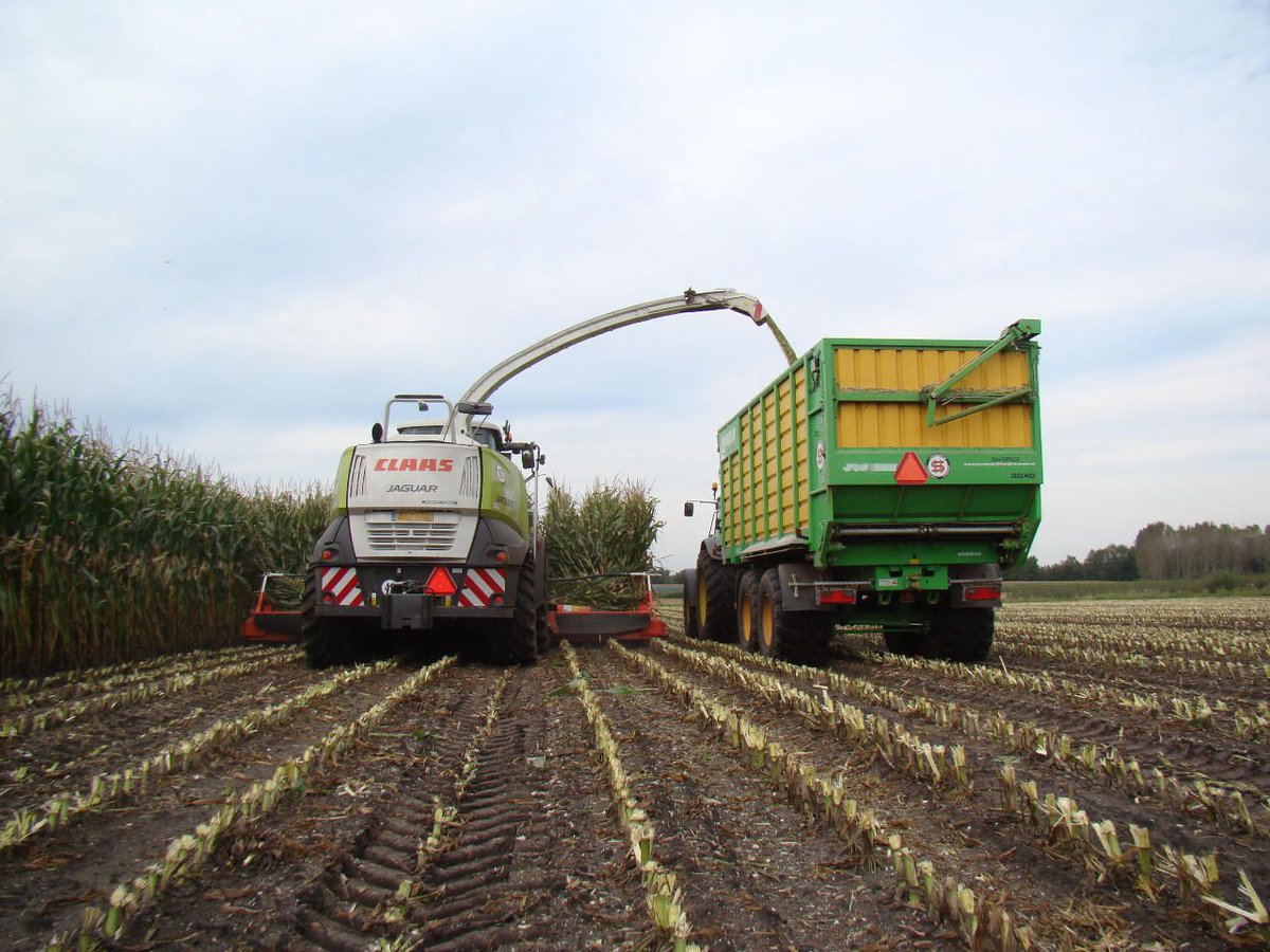 Mais eraf? Kalk erop! Welk type kalk past het beste bij uw maisland?
Zandgrond: bit.ly/2eFxowt Kleigrond: bit.ly/2ehUoPH