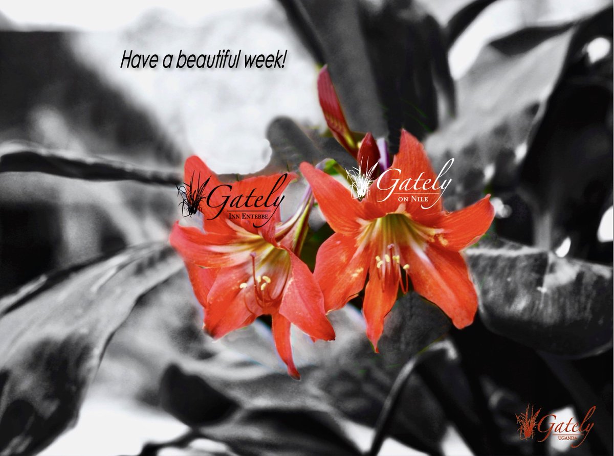 GatelyUganda's tweet photo. It's Monday...we thought we'd add a little colour to your day!
#MondayMotivation #traveler #travelers #traveling #Uganda #tourism #hotel https://t.co/QLnp9eLdBb