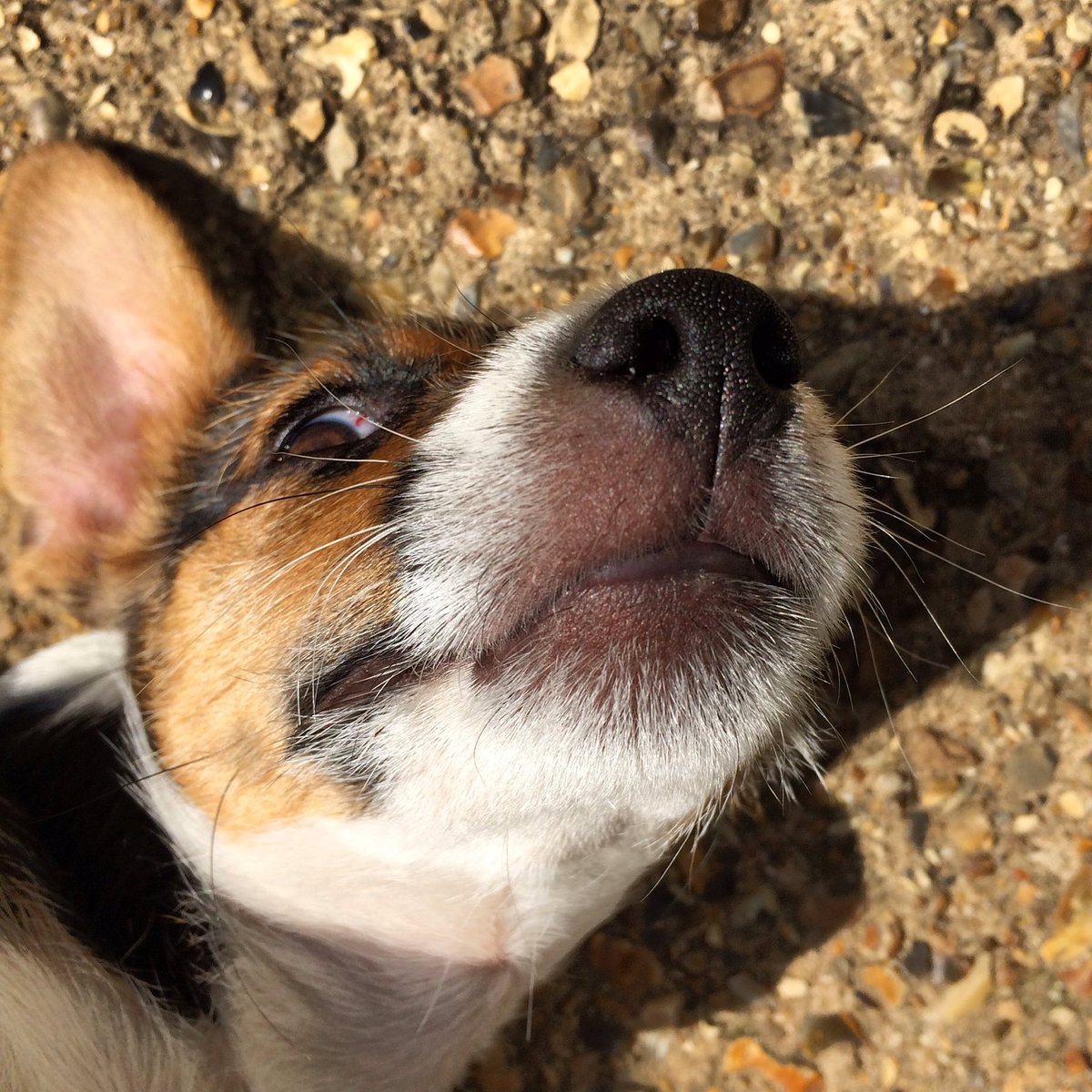 cavickhousefarm's tweet photo. What's that it's Monday already!?! #mondaymotivation #theweekbegins #itsadogslife #chutney #jackrussel https://t.co/6YMq9C98WT