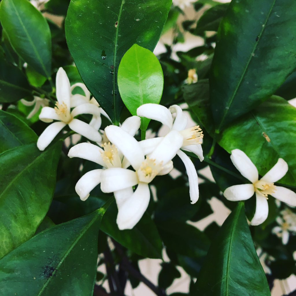 Emma Cook tweet media