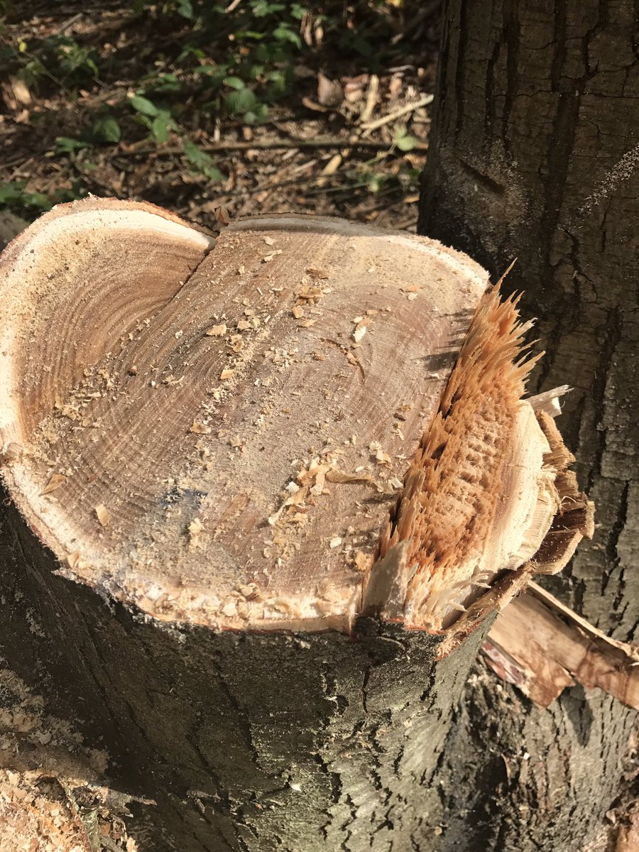 fellmasterDE5's tweet photo. Dog tooth cut... with a good hinge to fell the tree safely 🌳 https://t.co/JB6MFOmUXL