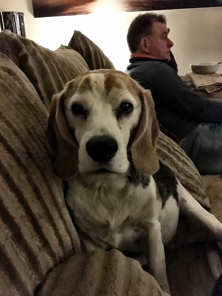 Bella pupdate ❤️
This face stole a sandwich off a fisherman today! 
daddy was in charge
Cancer can freakin do one! 
#Boo 😍