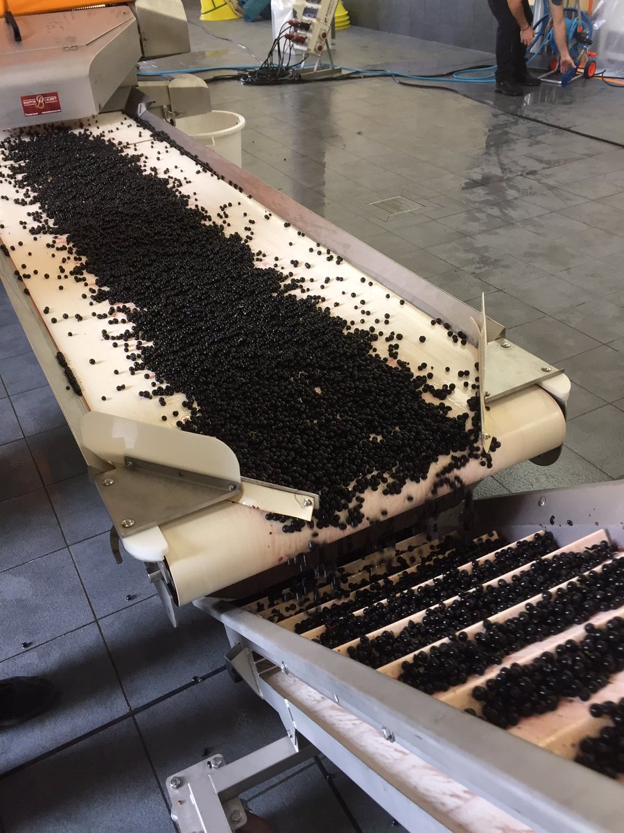 Friday AM first grapes picked at Petrus from young vines. Every berry perfect. Thanks for a great visit Elisabeth.