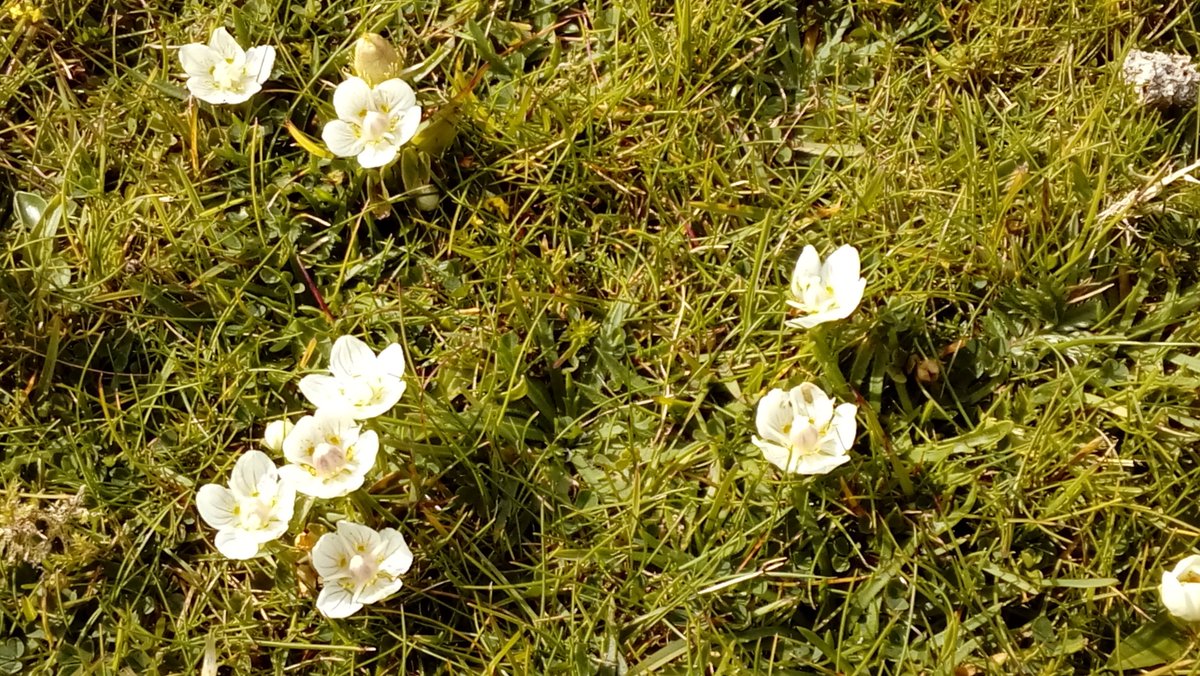 How the Grass of Parnassus got its name: a botanical ‘Just So’ story - go.shr.lc/2wU8v7r @TheBotanics #wildlfowerhour North Ronaldsay
