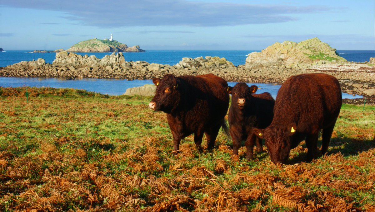 scillyflowers's tweet image. Our herd of Devon Ruby Red cattle are all set and ready to meet today's visitors to the farm! #TasteofScilly #GuidedFarmWalk
