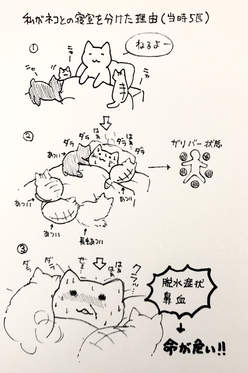 猫と一緒に寝ると命の危機 複数の猫を飼っている愛猫家さんが 猫と寝られない驚きの理由 Togetter