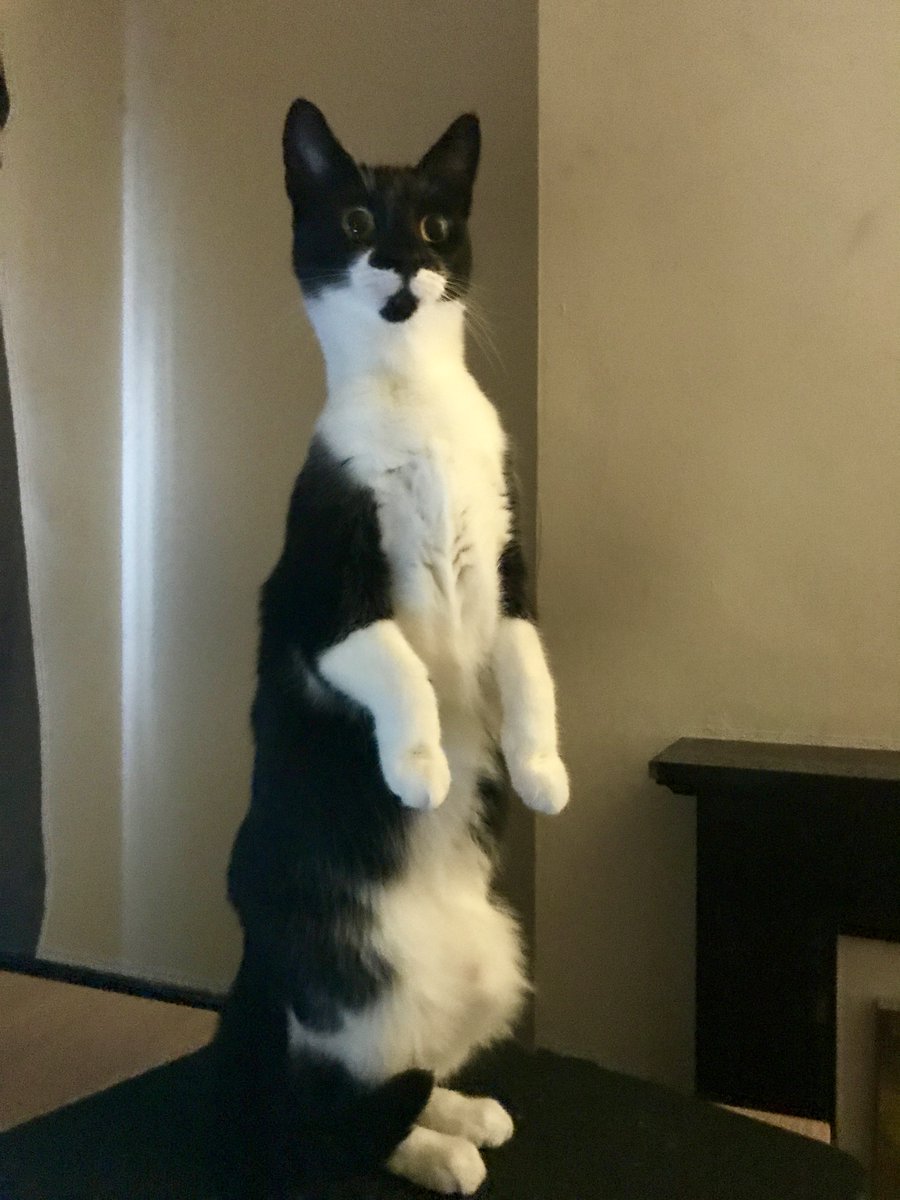 TailsTreasure's tweet photo. *Fridge door opens* https://t.co/NaRfJWFhaP