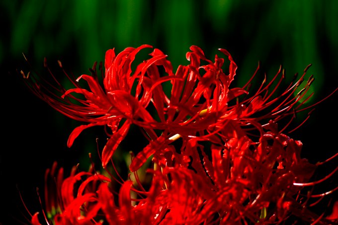 彼岸花のtwitterイラスト検索結果 古い順