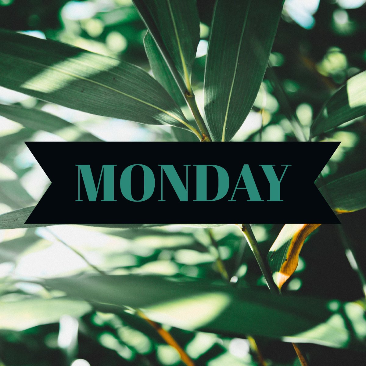 _leaf_stem tweet picture