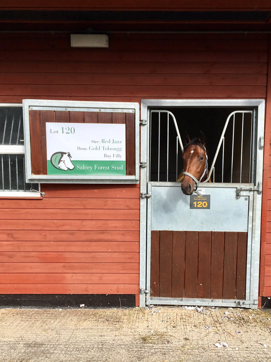 sfstud's tweet image. Delighted to be offering this daughter of @BallyhaneStud Red Jazz @tattsascot after y/days winner for the sire Snazzy Jazzy @curraghrace