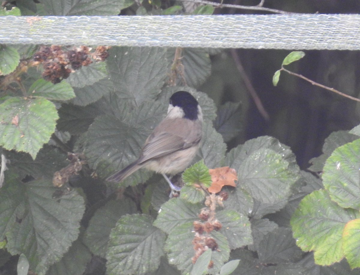 Adamdbassett's tweet photo. Hoping for seabirds, of which there were none! but wasn't expecting only my 2nd patch Marsh Tit #patchsilver @PatchBirding https://t.co/4T4XAnP3sE