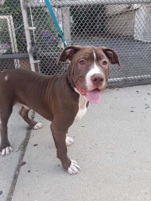 FindABuddyNYC's tweet photo. Dante is a male Pit Bull Terrier who needs a place to call home! https://t.co/tFWgl1pjyO https://t.co/zTzccSFfm6