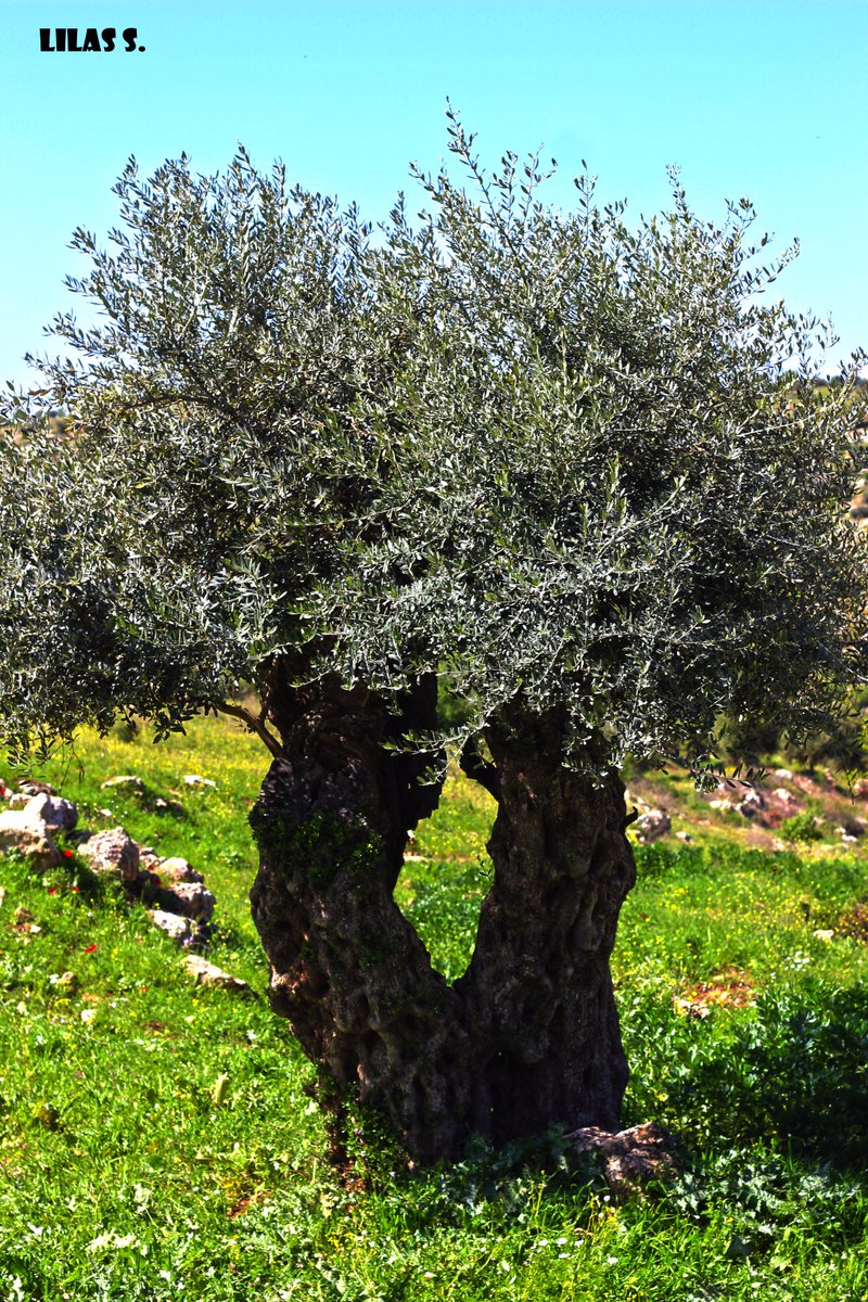 lilassaffarini's tweet photo. t#land #landscape #nature #trees #green #summer #grass #plants #wood #trunck #branches #photography #photooftheday #Photoshoot #photo #root https://t.co/Uen9vqlthP