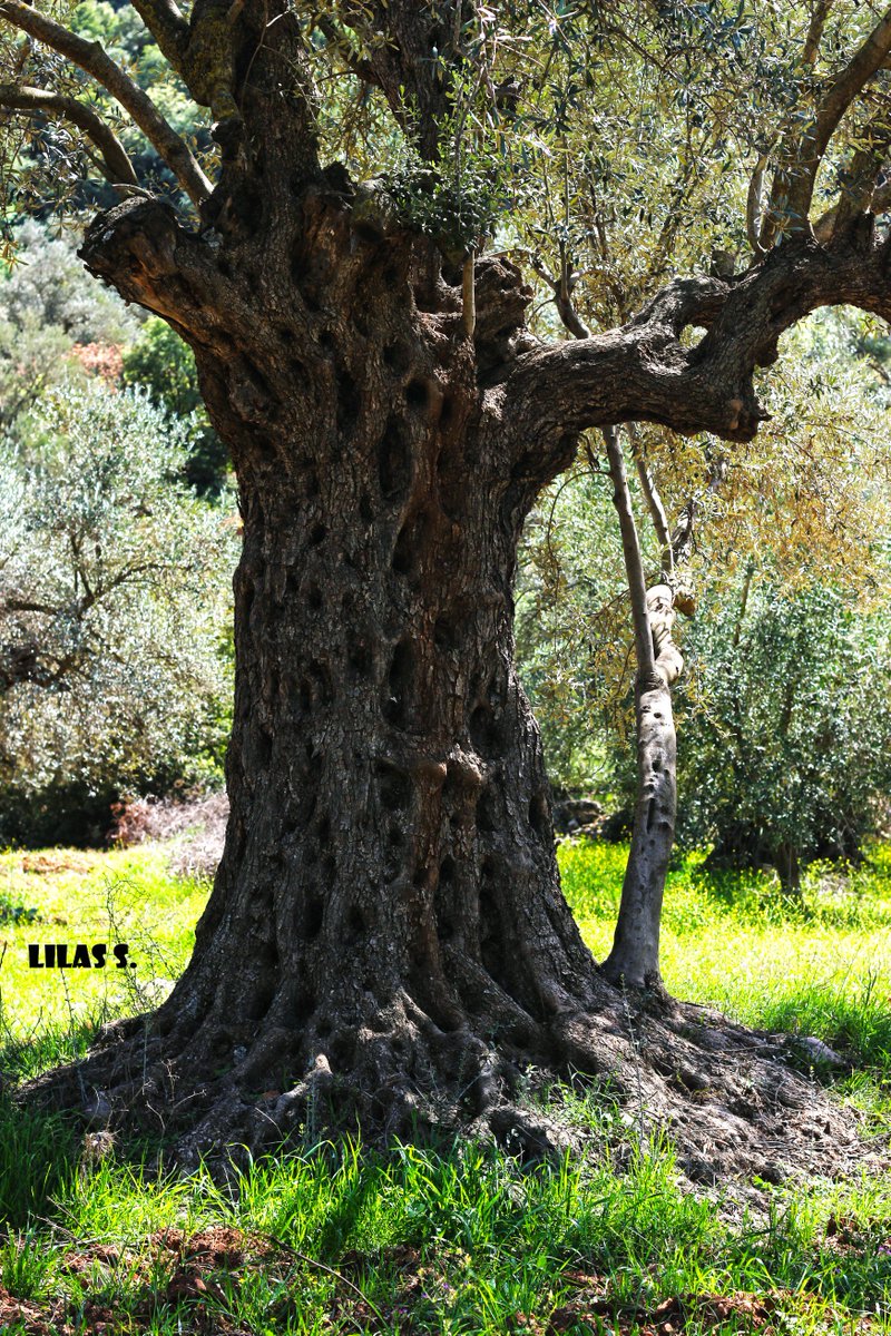 lilassaffarini's tweet photo. t#land #landscape #nature #trees #green #summer #grass #plants #wood #trunck #branches #photography #photooftheday #Photoshoot #photo #root https://t.co/Uen9vqlthP