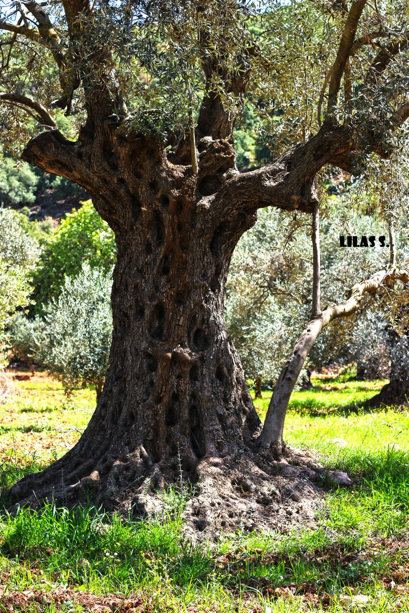 lilassaffarini's tweet photo. t#land #landscape #nature #trees #green #summer #grass #plants #wood #trunck #branches #photography #photooftheday #Photoshoot #photo #root https://t.co/Uen9vqlthP
