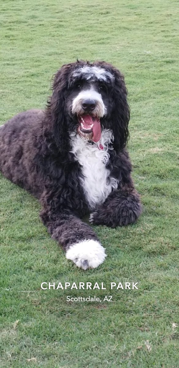 #dogpark #dogsoftwitter #bernesemountaindog #bernedoodle
