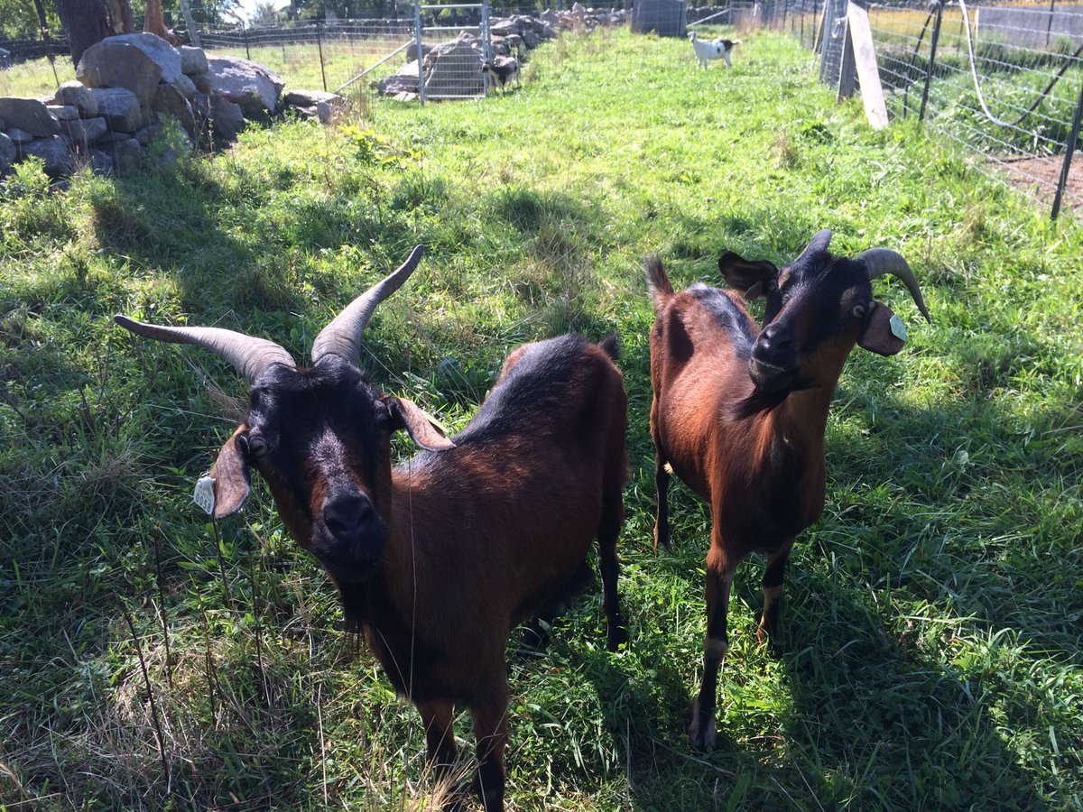 Dream big, work hard and make it happen.
#mondaymotivation #spanishgoats #silktreefarm #farminglikeagirl