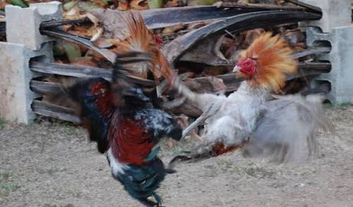 ズットマン 地球で遊ぶyoutuber チキンファイトって知ってます フィリピンの賭け事で闘鶏です ニワトリたちと飼い主の激熱な闘いをご覧ください T Co Sty9o4iyo5 世界を旅するyoutuber Youtuber好きさんと繋がりたい Youtuber好きと繋がり ズットマン 地球で遊ぶyoutuber チキンファイトって知ってます フィリピンの賭け事で闘鶏です ニワトリたちと飼い主の激熱な闘いをご覧ください T Co Sty9o4iyo5 世界を旅するyoutuber Youtuber好きさんと繋がりたい Youtuber好きと繋がり