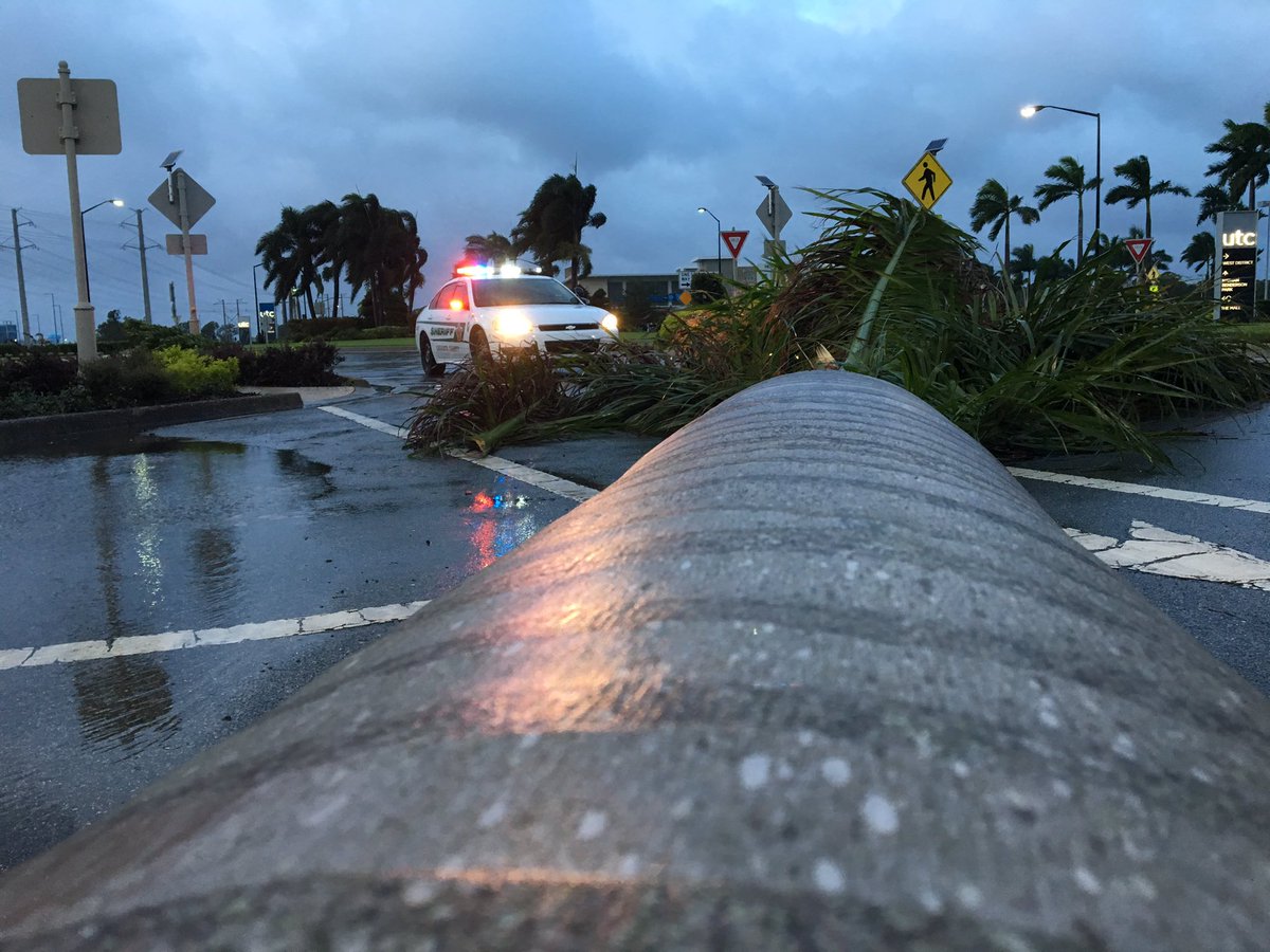 MMillaire_MM's tweet photo. Plusieurs palmiers n'ont pas tenue le coup hier au passage d'Irma à Sarasota. #ouraganirma #irma #mm https://t.co/TzNzvF6ffw