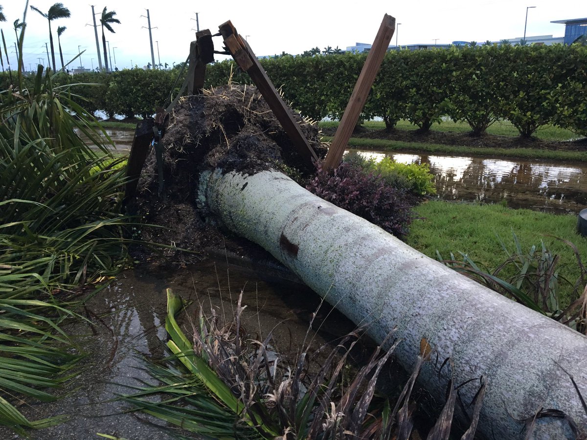 MMillaire_MM's tweet photo. Plusieurs palmiers n'ont pas tenue le coup hier au passage d'Irma à Sarasota. #ouraganirma #irma #mm https://t.co/TzNzvF6ffw