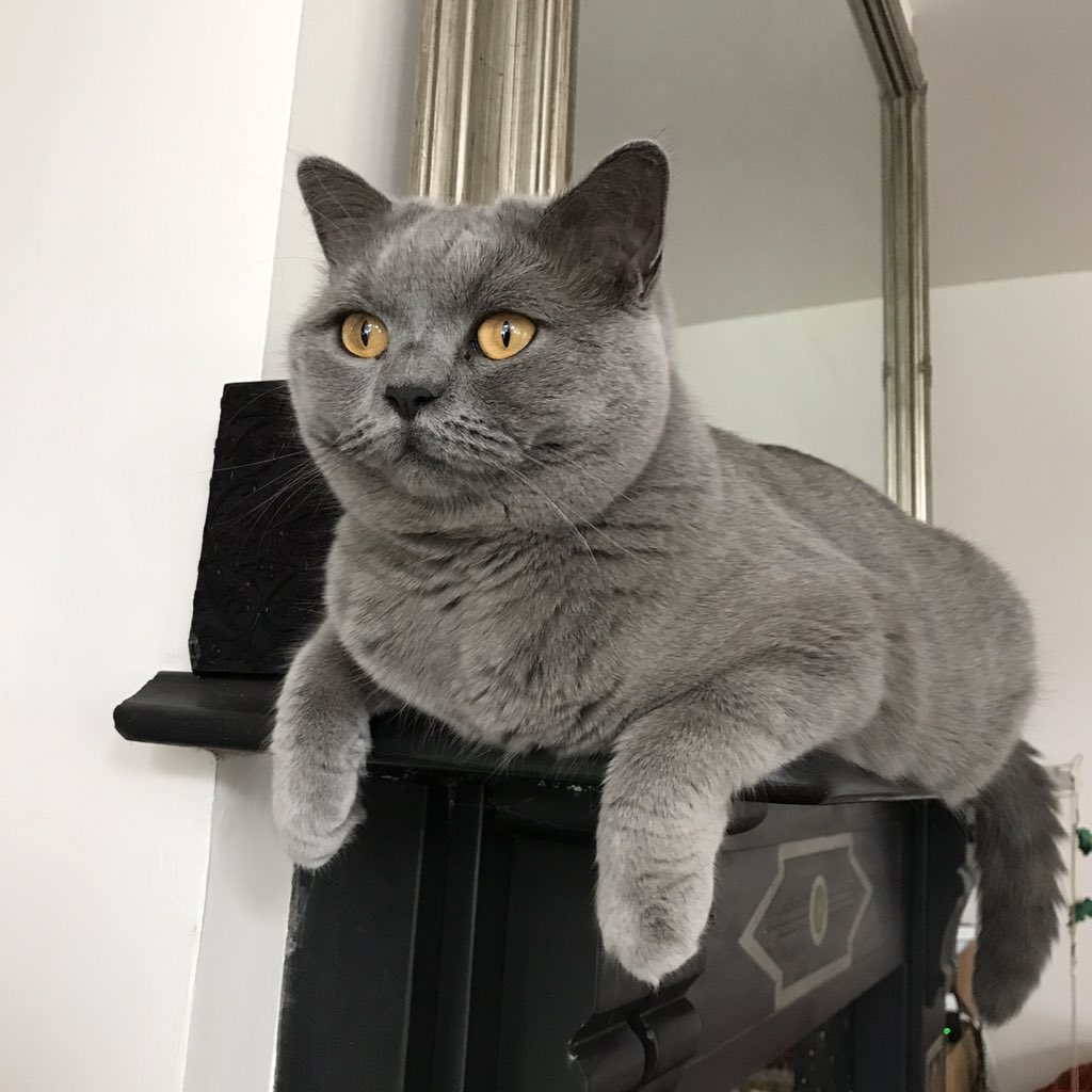 DollyTali tweet picture