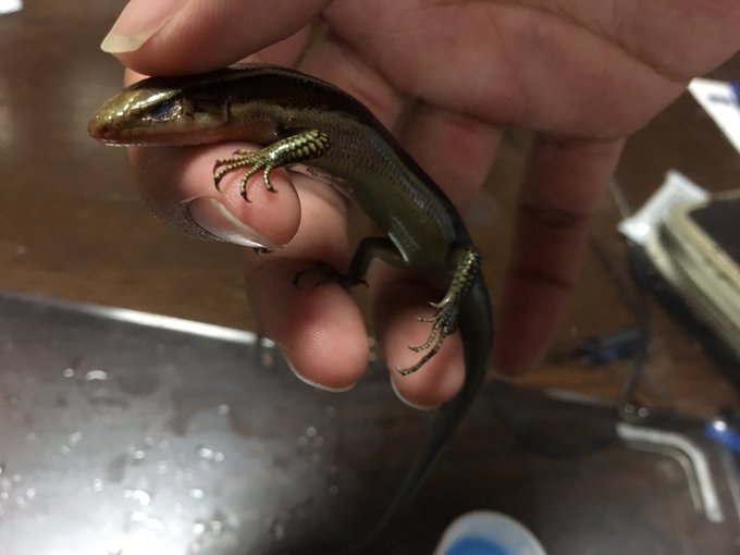 カナヘビのtwitterイラスト検索結果