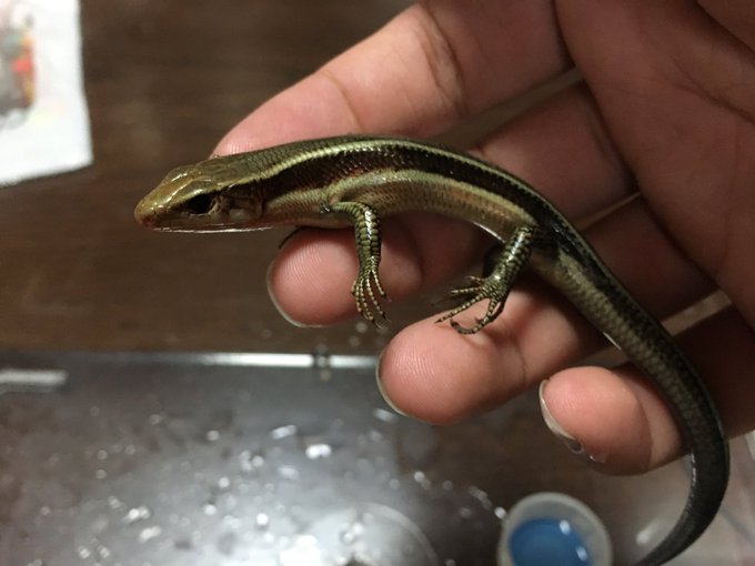 カナヘビのtwitterイラスト検索結果