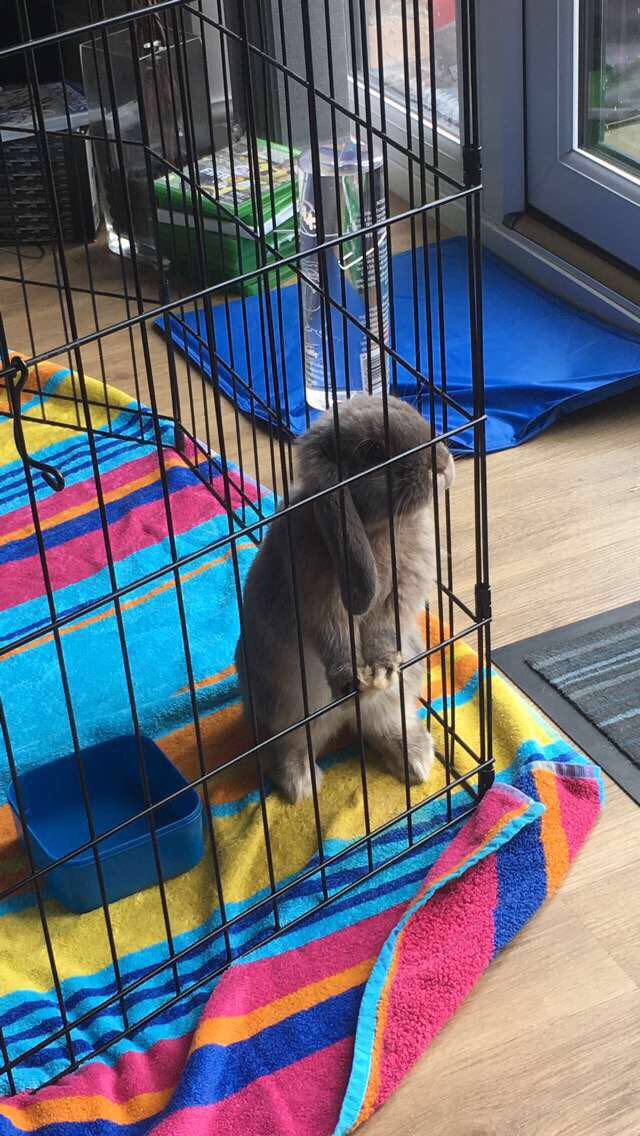JdBowns91's tweet photo. When you come home from work at 5am and wake @bownsy21 up with something you've found out in the storm 😛🐰#StuckWithItNow https://t.co/vZAaZCm5GV
