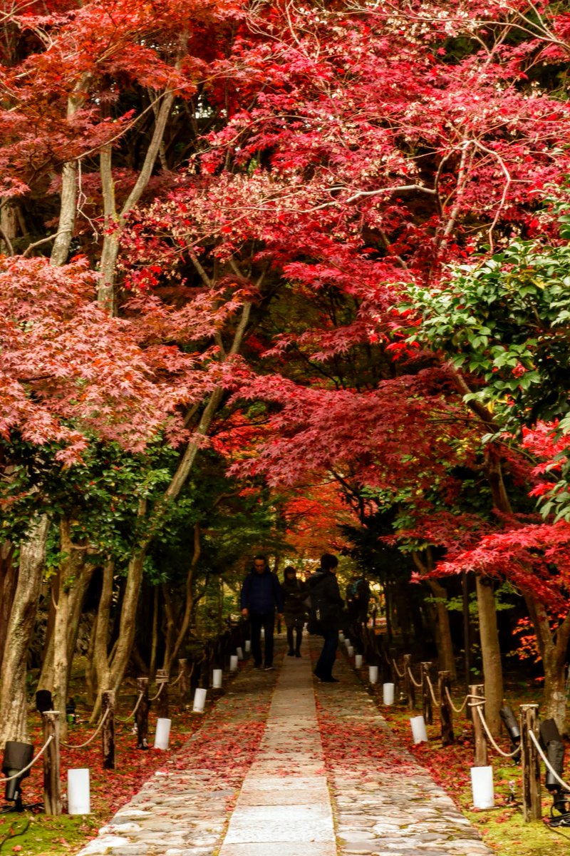 Suizou 京都の紅葉 毘沙門堂 南禅寺 哲学の道 紅葉猫 法然院 安楽寺 北野天満宮 鹿王院 光明寺 長岡天満宮 昨年のまとめです 1日にたくさん回ったので鹿王院紅葉ライトアップは後半になります 今年の紅葉は平並みなので11月末が見頃かな
