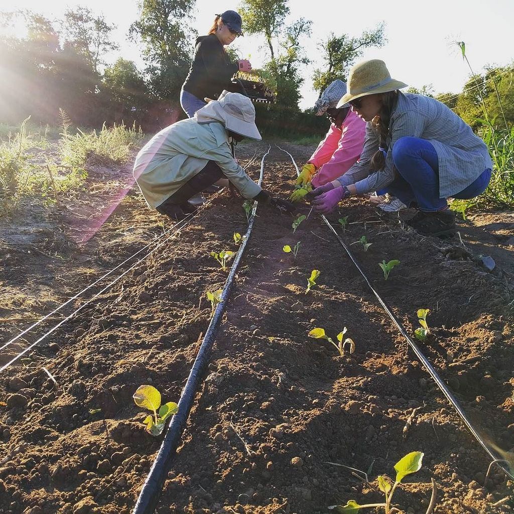 #Farmerstarter students planting #cauliflower. Thank you <a href="/jbgorganic/">Johnson's Backyard Garden</a> for the #transplants ! #farmshareATX