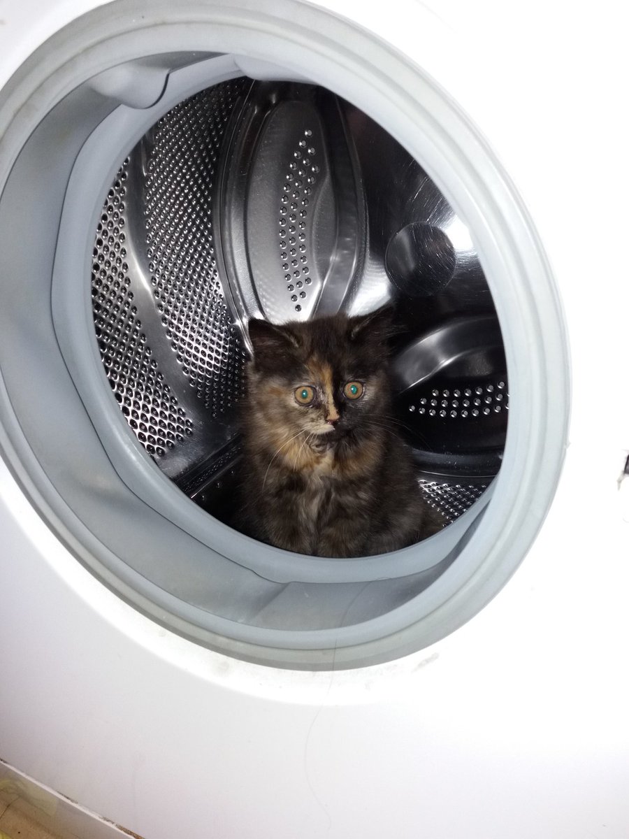 ilvythecat's tweet photo. Let's have some fun 😸 #CatsOfTwitter #Katzenbaby #kitten #catlovers #Katze #Cat #Catskills #cat https://t.co/nWlN1OADfN