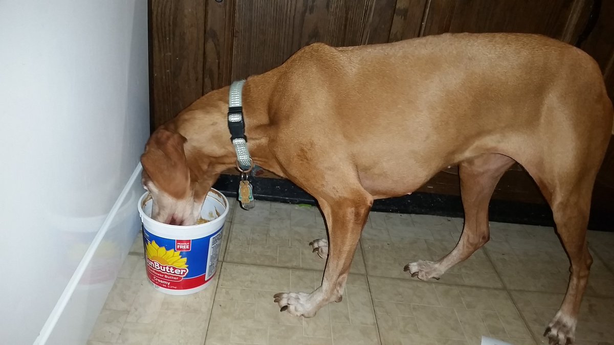 LexSteebear's tweet photo. @sunbutter - our pup loves back to school time b/c the tubs need cleaning more frequently! #backtoschool #happypup #sunbutteronherears https://t.co/CDjZLuPDdv