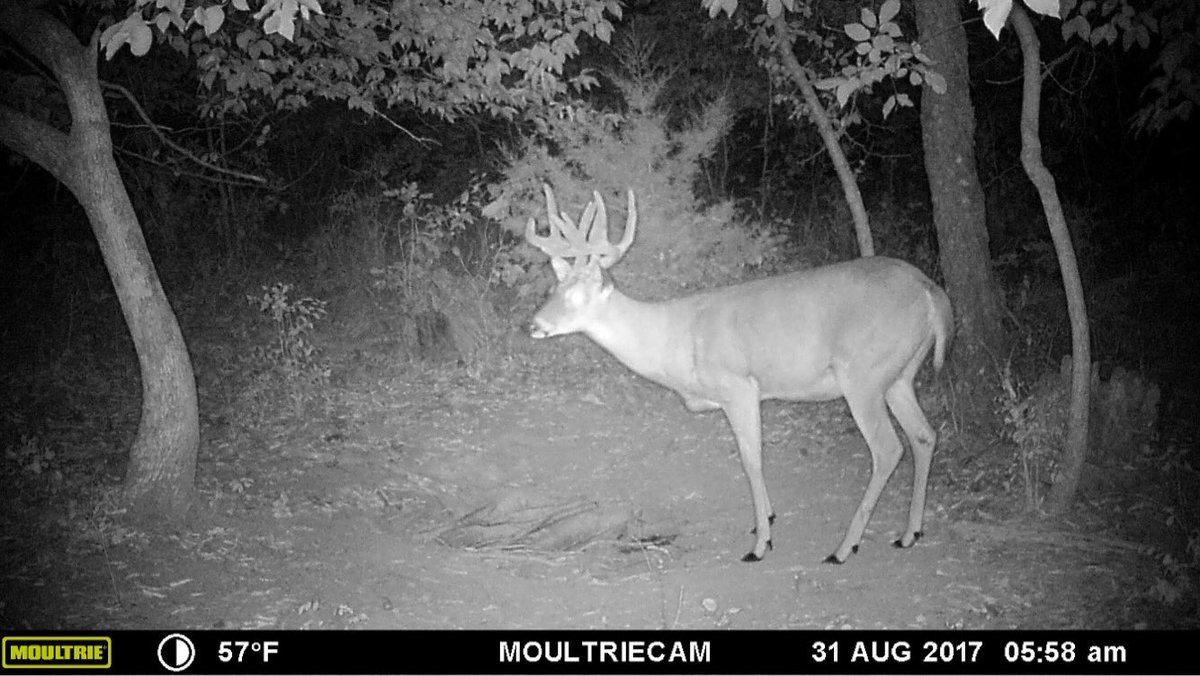 E2Outdoors's tweet photo. Twin Towers is back! First pic I've got of him since last year!! #HitList https://t.co/KqfkWh9u67