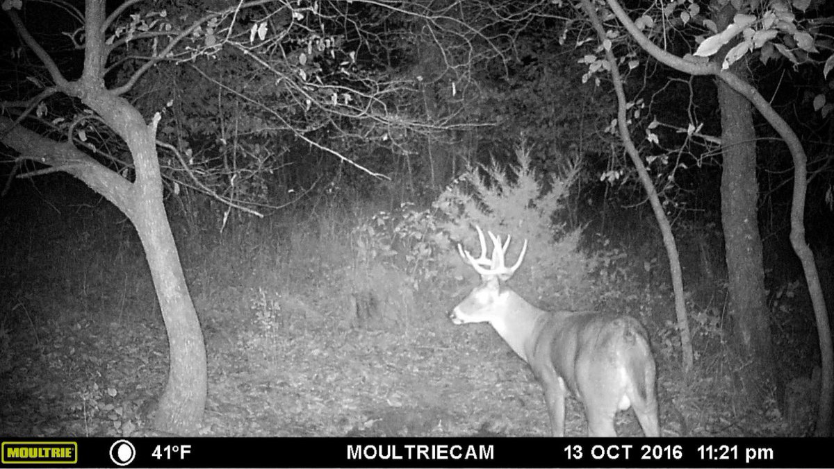 E2Outdoors's tweet photo. Twin Towers is back! First pic I've got of him since last year!! #HitList https://t.co/KqfkWh9u67