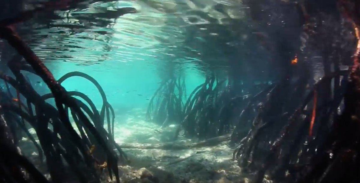 Blue Forest project has won THE UN #EQUATORAWARD (for people &amp; nature working together) Watch our 101vision microdoc youtube.com/watch?v=Dgrlb2…