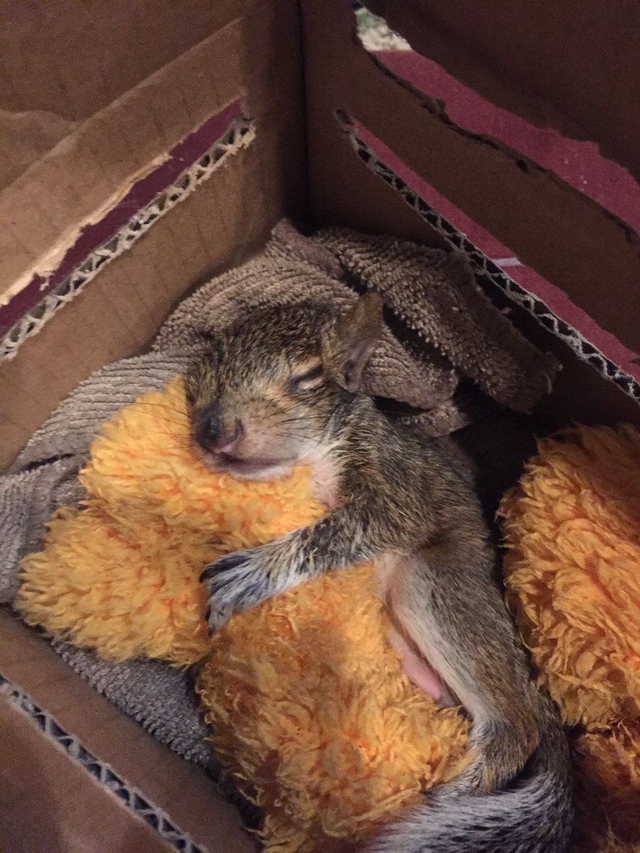 squirrel hides nuts in truck squirrel hides nuts in truck