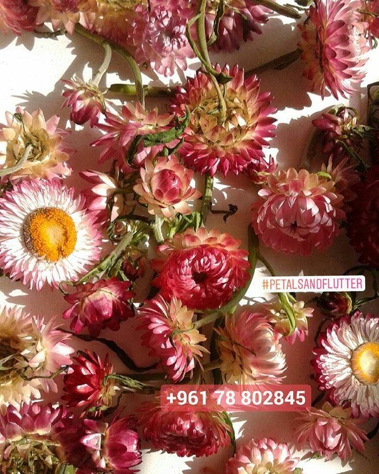 petalsnflutter's tweet photo. https://t.co/XY9AeCJC9l
☎78-802845 Gemmayze
#flower #floral #decoration #wedding #flowers #event #florist #beirut #lebanon #petalsandflutter https://t.co/2sDy13amcE