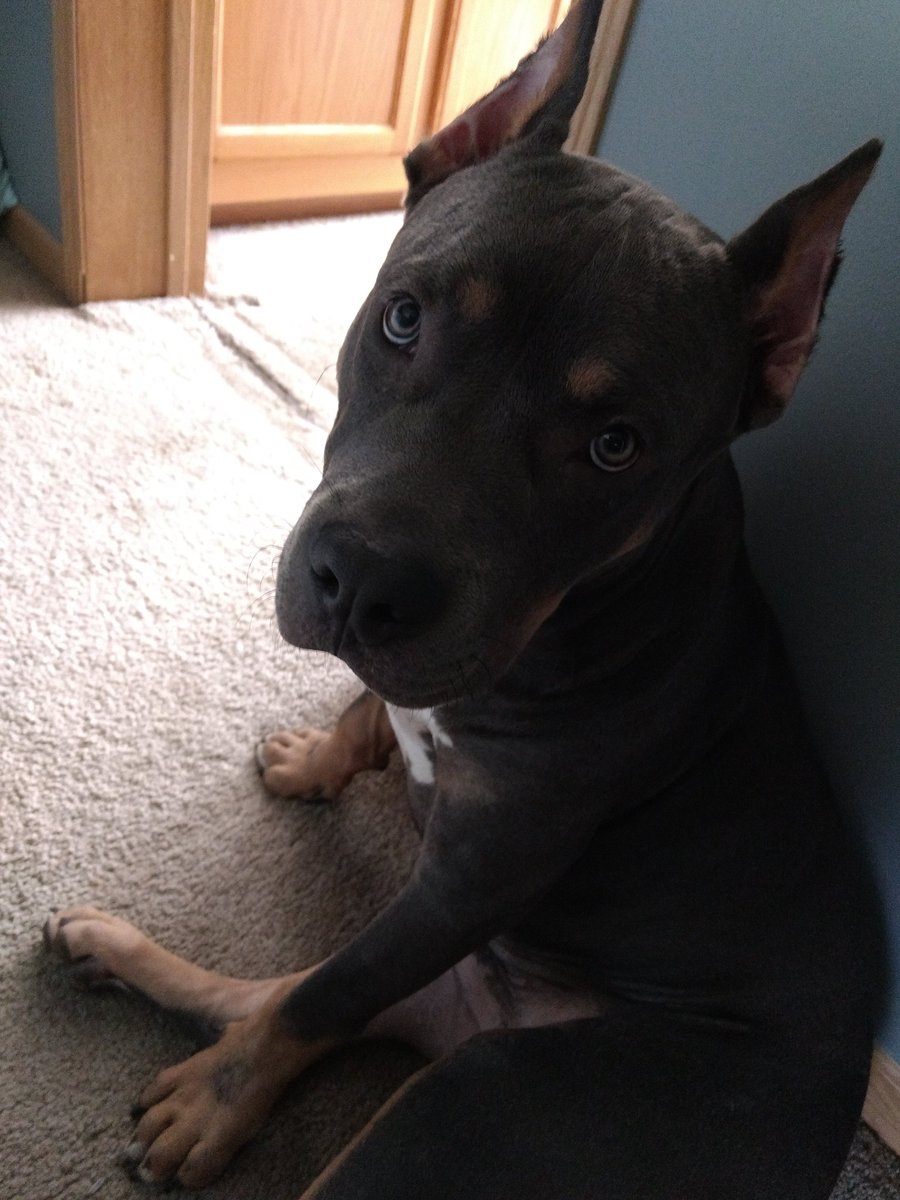 xMsBeanx's tweet photo. Magnus a.k.a. Moose 😂 my little Pitty just turned 6 months https://t.co/Rl6awI4ul1