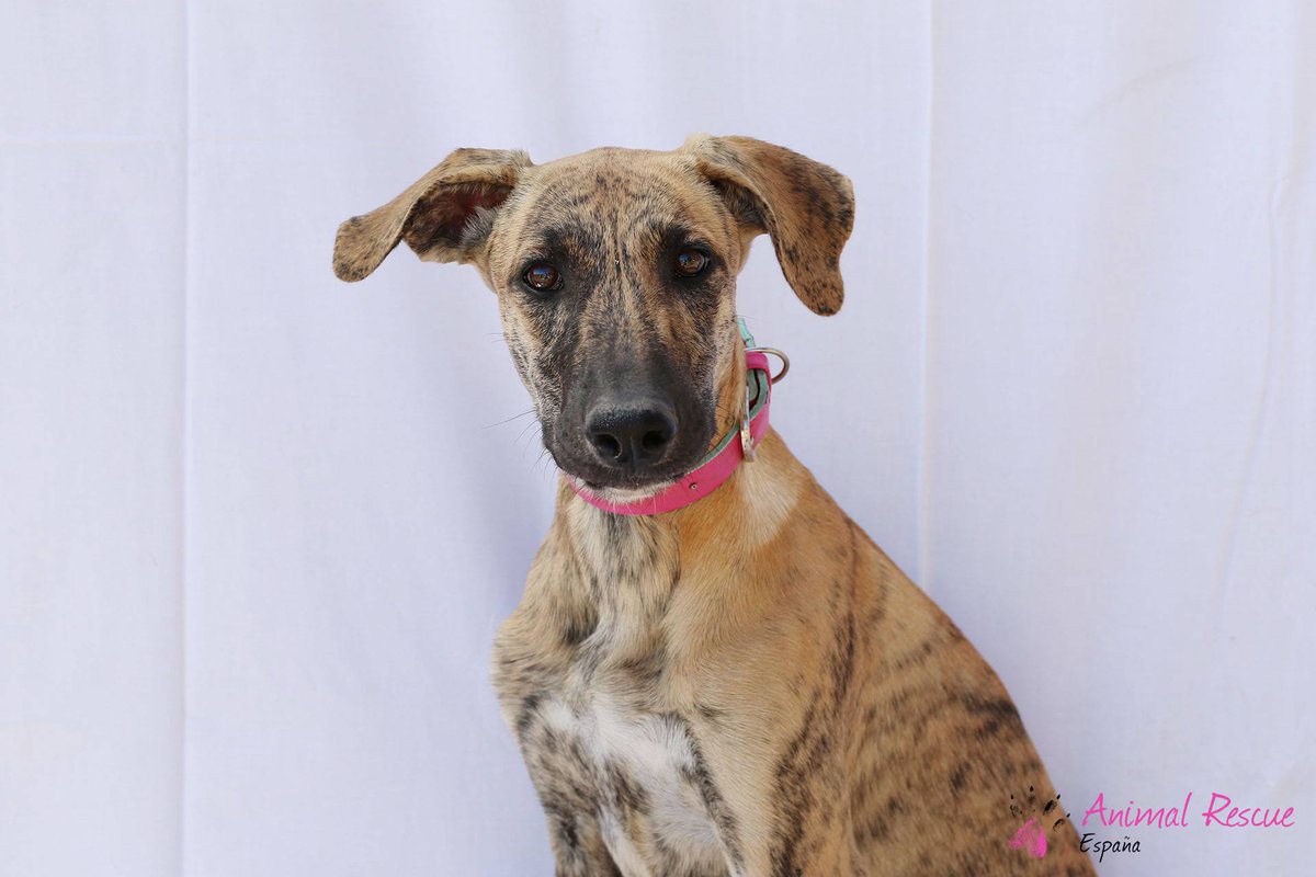 animalrescuees tweet picture